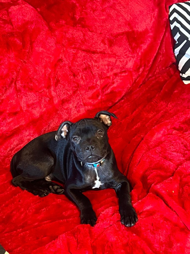 At Otherside Of Stafford - Chiot disponible  - Staffordshire Bull Terrier