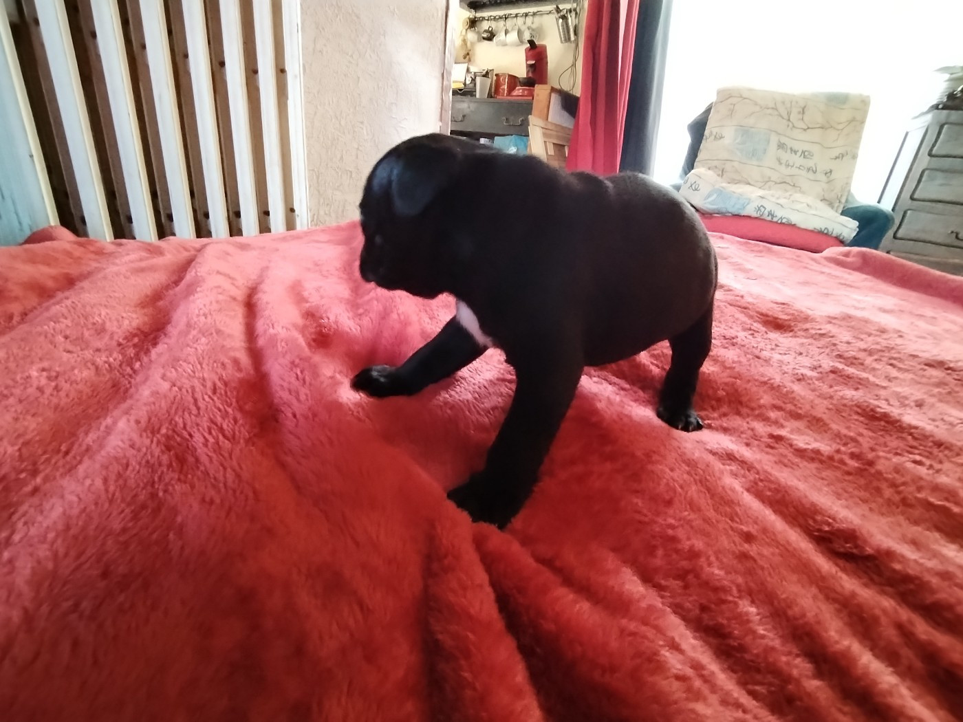At Otherside Of Stafford - Chiots disponibles - Staffordshire Bull Terrier