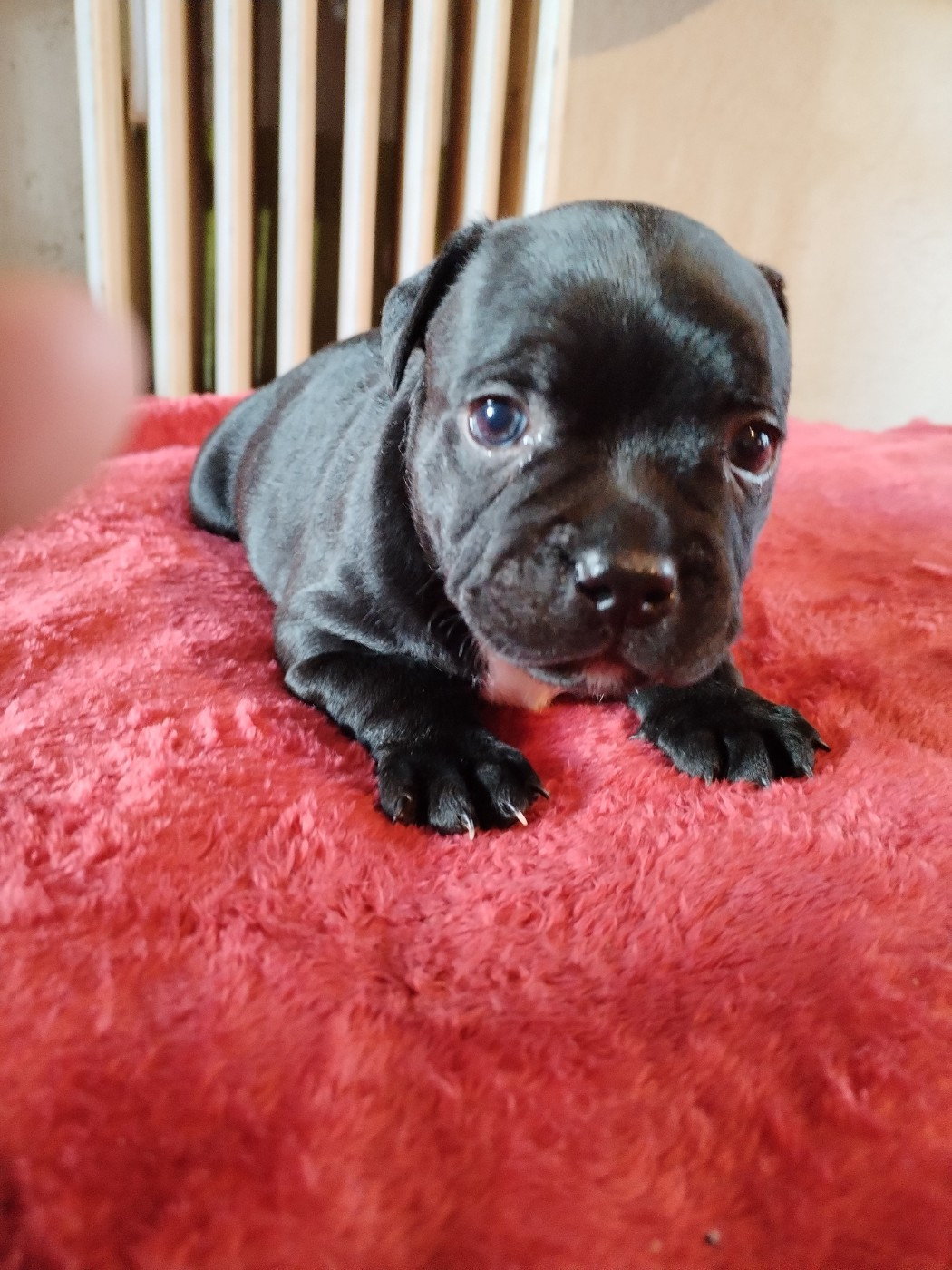 At Otherside Of Stafford - Chiots disponibles - Staffordshire Bull Terrier